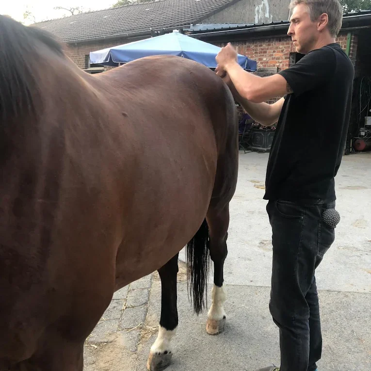 Physiotherapie Pferd